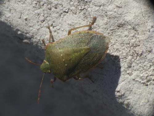Nezara viridula